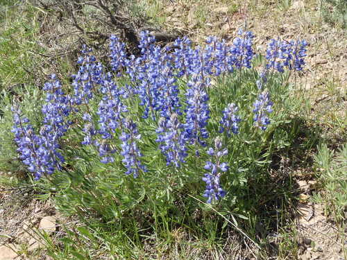 GDMBR: Blue Lupine.